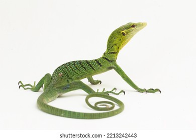 The emerald green tree monitor lizard (Varanus prasinus) isolated on white background