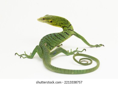 The emerald green tree monitor lizard (Varanus prasinus) isolated on white background