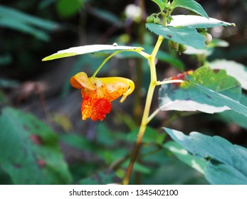 
Emerald Jewel Weed					