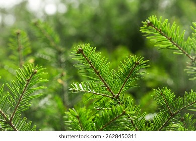  Emerald needles in the spring light.