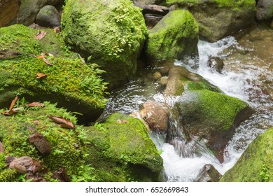 The Emerald Pool In Dominica