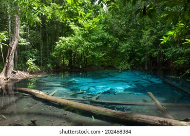 Emerald Pool is unseen pool in mangrove forest at Krabi in Thailand. 