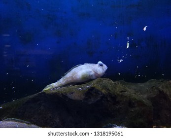 Emerald Rockcod Lay On The Stone