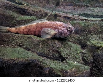 Emerald Rockcod Lay On The Stone