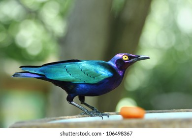 Emerald Starling in a eater artificial. This bird is also known as lamprotornis purpureus, Lamprotornis iris, Merle Metallique, Emerald Starling, Purple Glossy Starling,