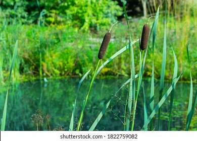 382 Cattail flower heads Images, Stock Photos & Vectors | Shutterstock