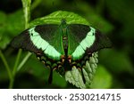 The emerald swallowtail, emerald peacock, or green-banded peacock, is a butterfly of the genus Papilio of the family Papilionidae