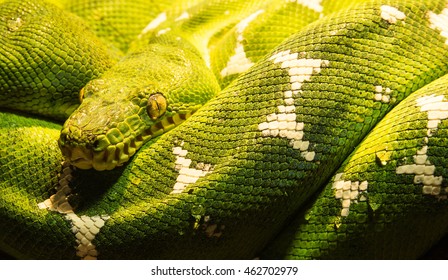 emerald tree boa