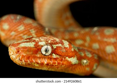 Emerald Tree Boa (Corallus Caninus)