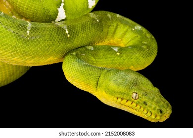 Emerald Tree Boa (Corallus Caninus)