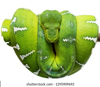 Emerald Tree Boa On White Background