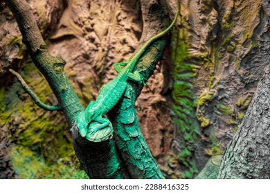 emerald tree monitor basking in the terrarium - Shutterstock ID 2288416325