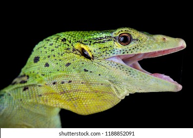 The emerald tree monitor (Varanus prasinus) is a spectacular arboreal lizard found in Papua New Guinea and West Papua, Indonesia.