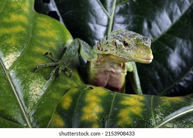 The Emerald Tree Monitor (Varanus prasinus) or Green Tree Monitor Lizard on leaves.