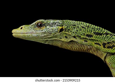 The Emerald Tree Monitor (Varanus prasinus) or Green Tree Monitor Lizard closeup head isolated on black background.