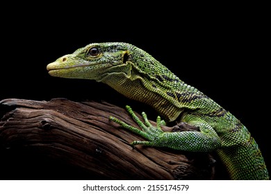The Emerald Tree Monitor (Varanus prasinus) or Green Tree Monitor Lizard on wood.