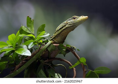 The Emerald Tree Monitor (Varanus prasinus) or Green Tree Monitor Lizard on tree branch.
