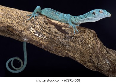 Emerald tree monitor, Varanus prasinus
