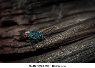 Emerald Wasp On Old Wood