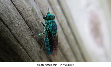 Emerald Wasp Perched On A Fence Post