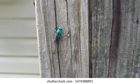 Emerald Wasp Perched On A Fence Post