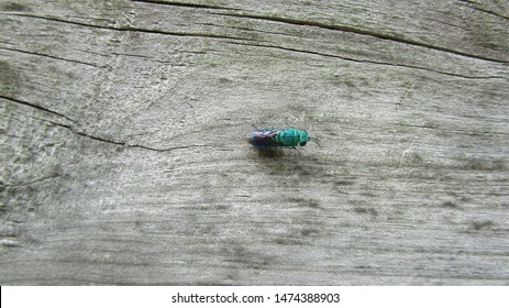 Emerald Wasp Perched On A Fence Post