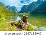 Emerald waters reflecting majestic peaks create a stunning landscape at lake dobbiaco in the italian dolomites, with a weathered tree stump in the foreground