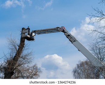 Emergency Service Removes Dangerous Tall Trees In The City