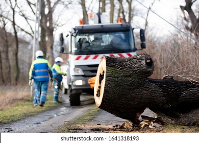 The Emergency Service Removes A Rotten Tree That Fell On A Power Line From The Road