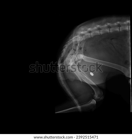 Emergency X-ray revealing a gunshot injury with a femur fracture in a dog, emphasizing the severity of trauma and the need for urgent veterinary intervention for assessment and treatment.
