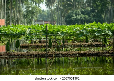 emergent vegetation floating Floating gardens in Inle ,Bangladesh - Powered by Shutterstock