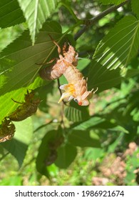 Emerging Cicada After 17 Years Underground