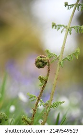 An Emerging Fern In Cabilla Wood A Site Of Special Scientific Interest In Cornwall