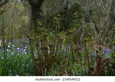 Emerging Ferns In Cabilla Wood A Site Of Special Scientific Interest In Cornwall