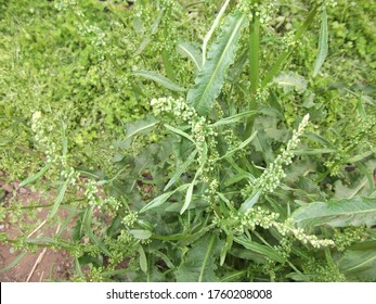 Emerging Flowers Of Curled Dock