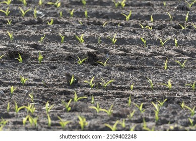 Emerging maize. Corn plants isolated. Agricultural crops in spring. Springtime in agriculture. Small plants in the field.