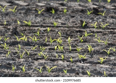 Emerging maize. Corn plants isolated. Agricultural crops in spring. Springtime in agriculture. Small plants in the field.