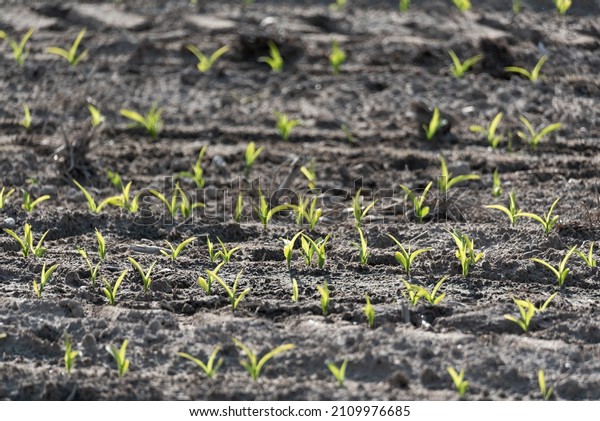 Emerging maize. Corn plants isolated. Agricultural\
crops in spring. Springtime in agriculture. Small plants in the\
field.