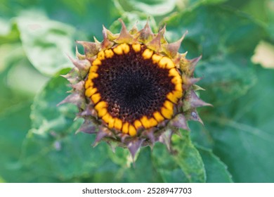 Emerging Sunflower Bud Close up - Powered by Shutterstock