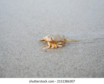 373 Flea crabs Images, Stock Photos & Vectors | Shutterstock