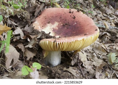 Emetic Russula Mushroom, Old Specimen, Russula Emetica; Russulaceae 