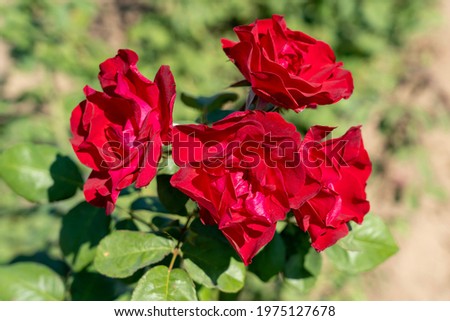 Emily Carr Rose flowers in field. Ontario, Canada. Scientific name: Rosa 'Emily Carr'
 [[stock_photo]] © 