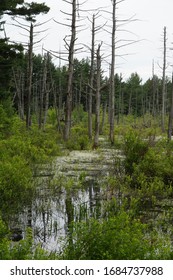 Emmons Pond Bog Near Oneonta NY