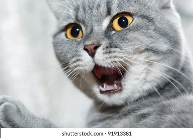 Emotional British Shorthair Cat