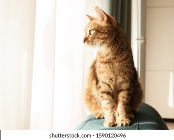 Photo De Stock Chat Qui Chante Ou Qui Bavarde Shutterstock