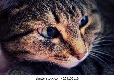 An Emotional Portrait Of A Crying Cat