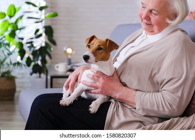 Emotional support animal concept. Portrait of elderly woman with jack russell terrier dog. Old lady and her pet sittinng on grey textile sofa. Self isolation quarantine stay at home old people concept - Powered by Shutterstock