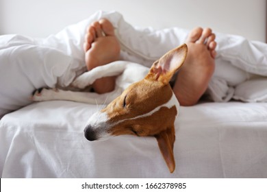 Emotional support animal concept. Sleeping man's feet with jack russell terrier dog in bed. Adult male and his pet lying together on white linens covered with blanket. Close up, copy space, background - Powered by Shutterstock