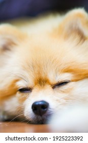 Emotional Support Animal Concept. Sleeping Pomeranian Dog In Floor. Pet Is Rest. Close Up, Copy Space, Background