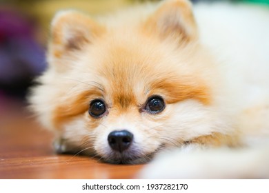 Emotional Support Animal Concept. Sleeping Pomeranian Dog In Floor. Pet Is Rest. Close Up, Copy Space, Background